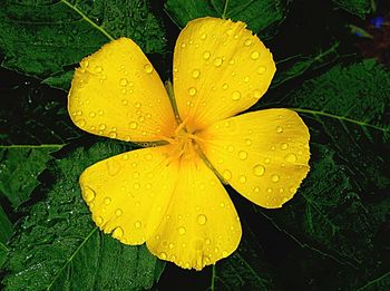 Close-up of water drops on leaf