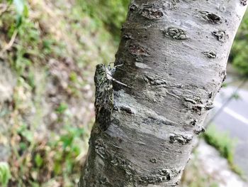 Close-up of lichen on tree trunk