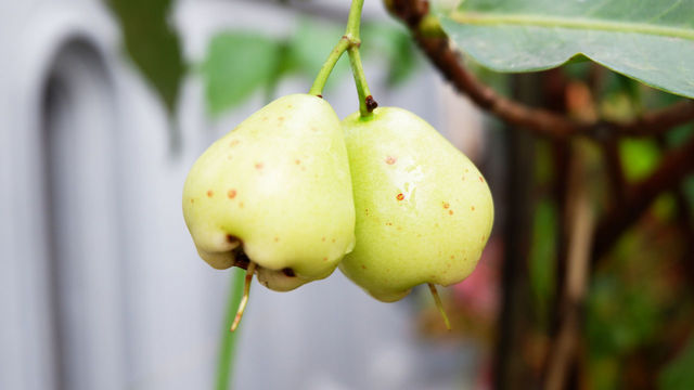 Close-up of fruit on tree | ID: 134096593