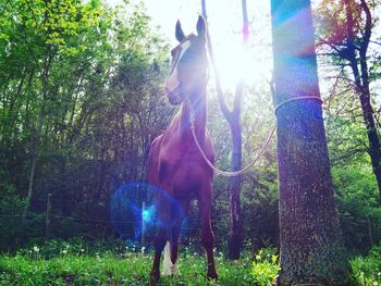 Sun shining through trees in forest