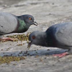 Close-up of seagull