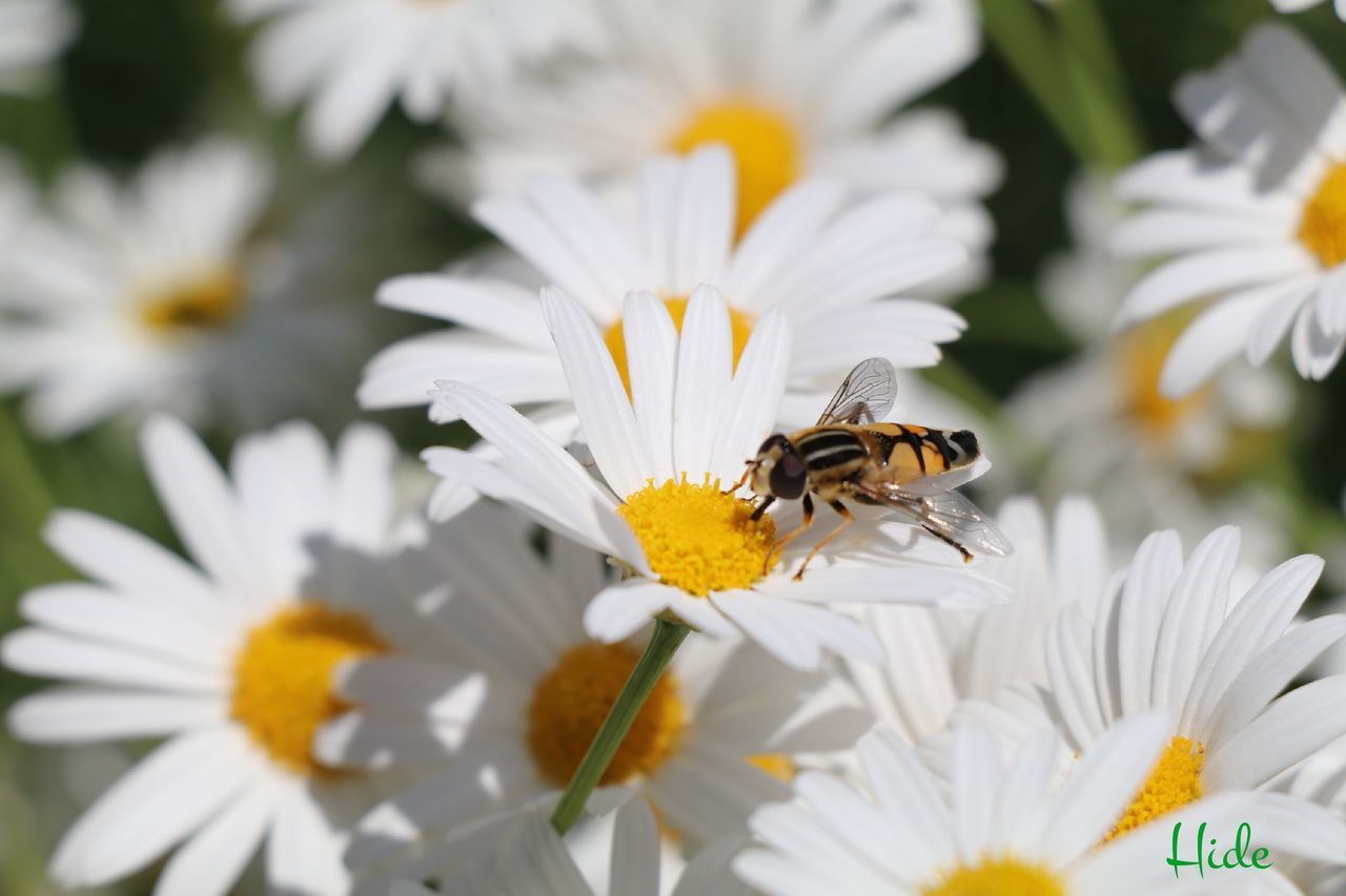 CLOSE-UP OF HONEY BEE POLLINATING ON WHITE FLOWER