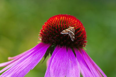 Close-up of honey bee on purple flower