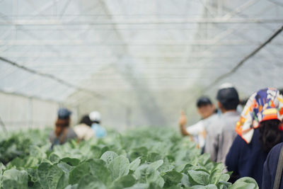 People working in greenhouse