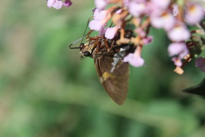 Close-up of moth on flower