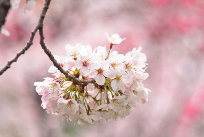 Close-up of white flowers blooming in park