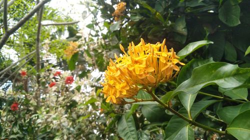 Close-up of flowers blooming in park
