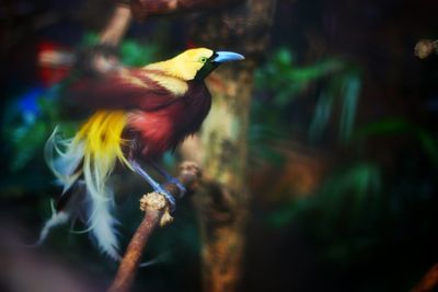 Close-up of bird perching on a tree