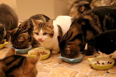 Close-up of cat eating food