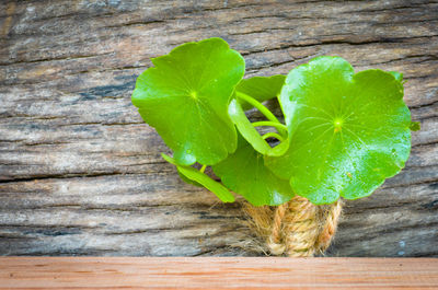 Directly above shot of plant