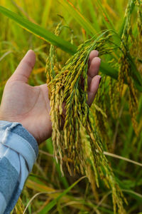 Close-up of hand holding wheat in field