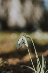 Close-up of white flower on field