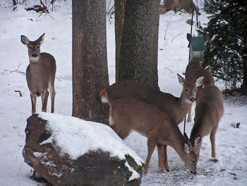 Deer by tree trunk on snow covered field