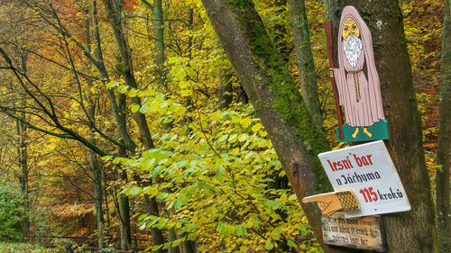 Information sign on tree trunk in forest