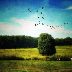 Flock of birds flying over field