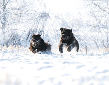 Newfoundland in winter wonderland