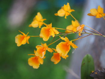 Close-up of yellow flowering plant