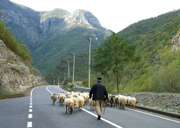 Shepherd Sheeps