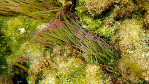 Close-up of coral in sea