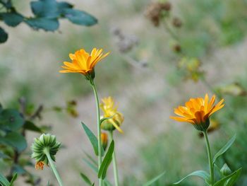 Close-up of yellow flowering plant on field