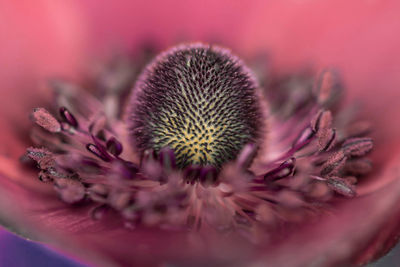 Close-up of pink flower