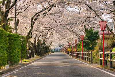 View of cherry blossom trees along road