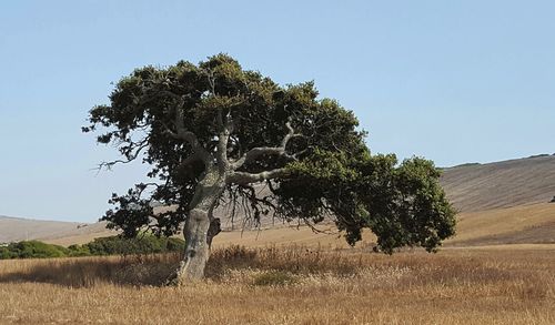 Tree on field against clear sky