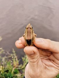 Close-up of hand holding lizard