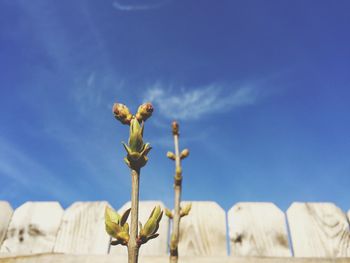 Low angle view of plant bulb on stems against sky