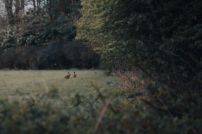 Sheep on field