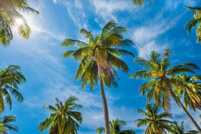 Low angle view of palm trees against sky