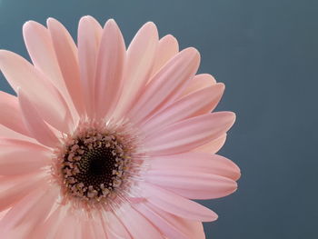 Close-up of daisy against white background