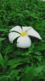 Close-up of white flower blooming outdoors