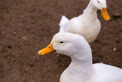 Close-up of swan