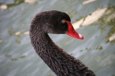 Close-up of swan swimming in lake