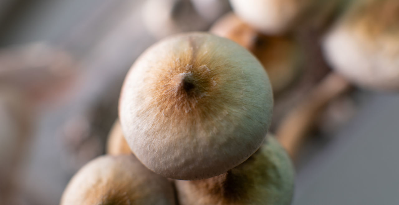 CLOSE-UP OF APPLE ON TREE