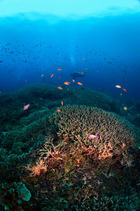 Scuba diver swimming in sea