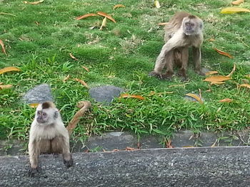 Monkeys sitting by plants