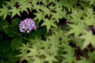 Close-up of purple flowers