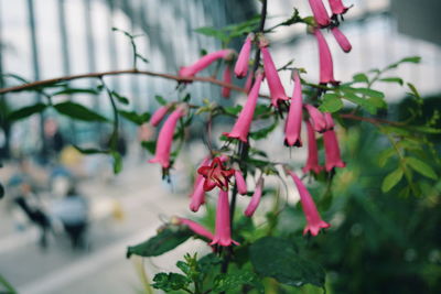 Close-up of red flowers