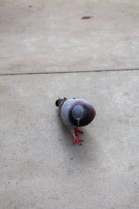 High angle view of bird perching on wall