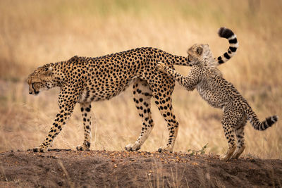 View of cheetah cub playing with mother