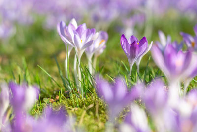 Close-up of purple crocus flowers on field