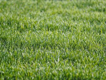 Full frame shot of fresh green field