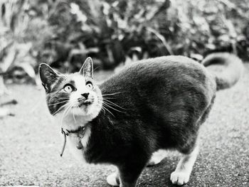 Close-up portrait of cat