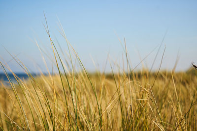 Close-up of crops growing on field against sky