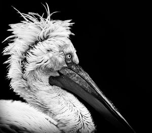 Close-up of bird against black background