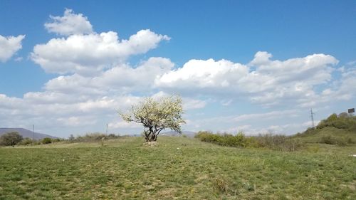 Tree on field against sky