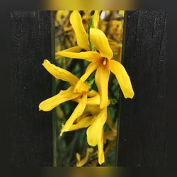 Close-up of yellow flower