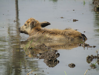 View of a drinking water from a lake